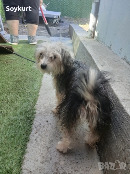 morkshire terrier женско, на 6 месеца , снимка 1