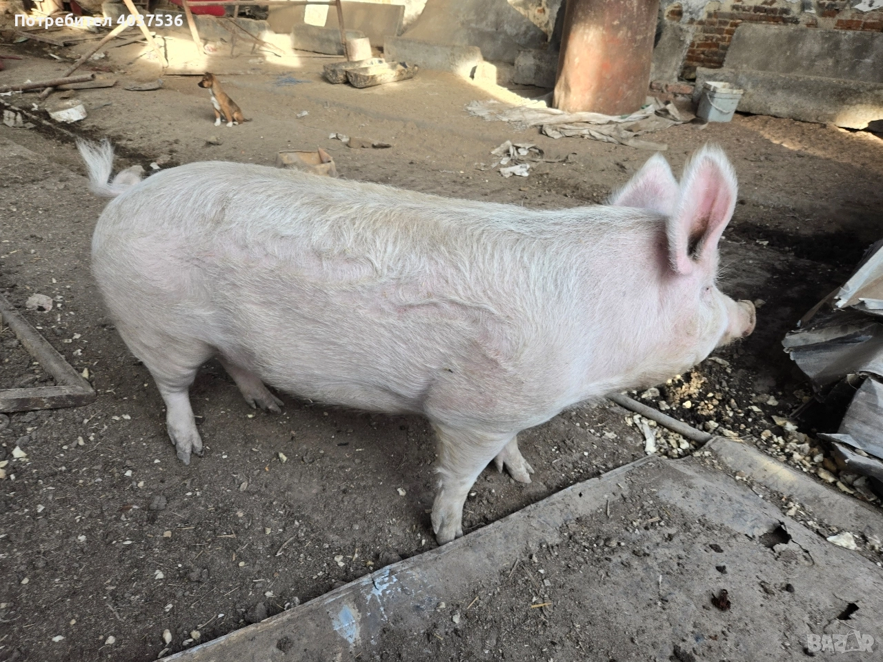 Домашно прасе за клане, снимка 1