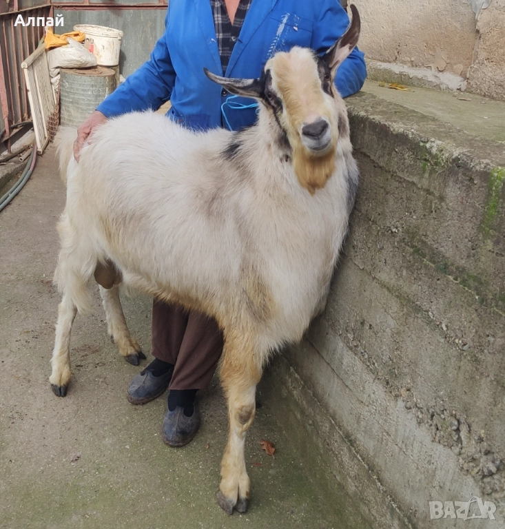 Козел (Пръч) за продан, снимка 1