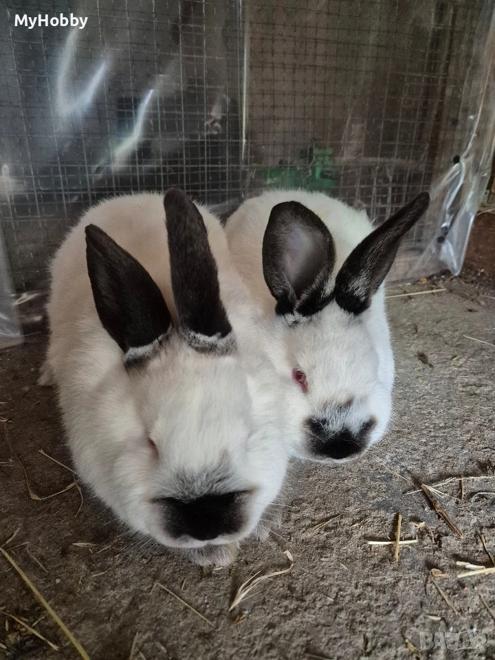 калифорнийски зайчета, снимка 1