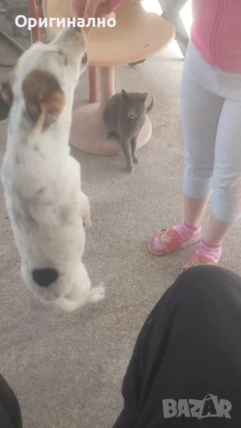 Джак ръсел 05.12.2024г , снимка 1