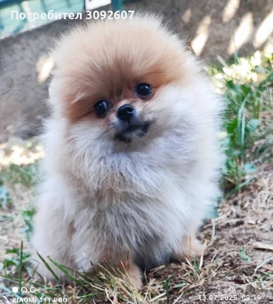 Померанче момиче, снимка 1