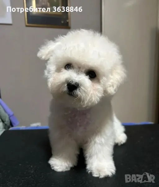 Бишон фризе, снимка 1