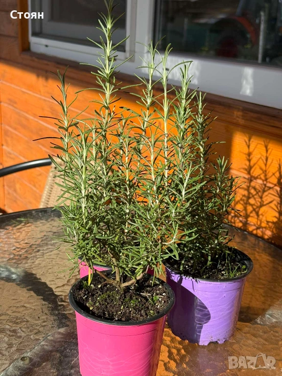 Разсад от Розмарин, снимка 1