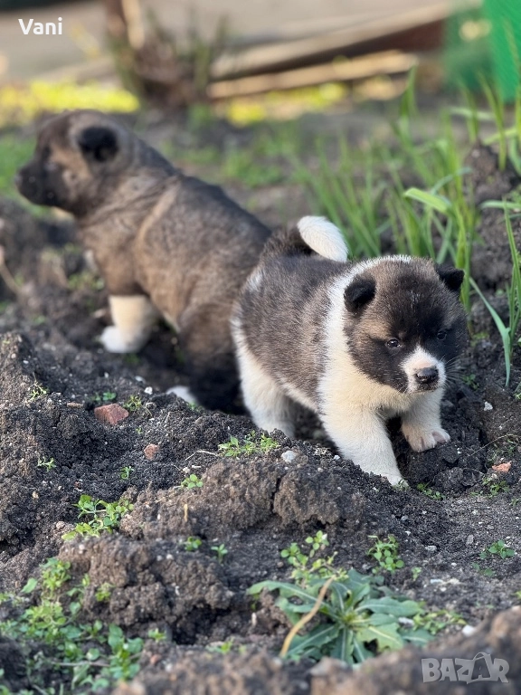 Америкаска акита мъжки и женски, снимка 1