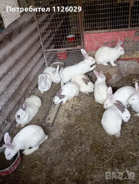 Бременни зайци , снимка 1