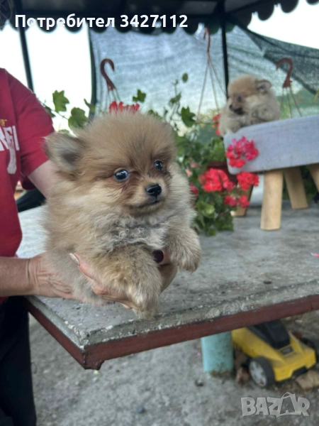 Померанчета , снимка 1