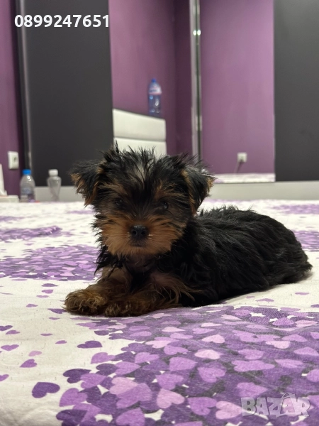 Йоркширски териер, снимка 1