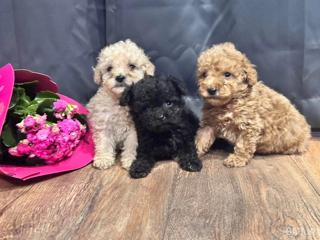 Пудел той , снимка 1