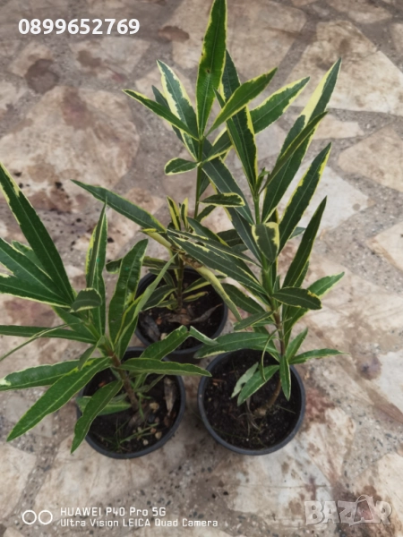 Олеандър Розов, снимка 1