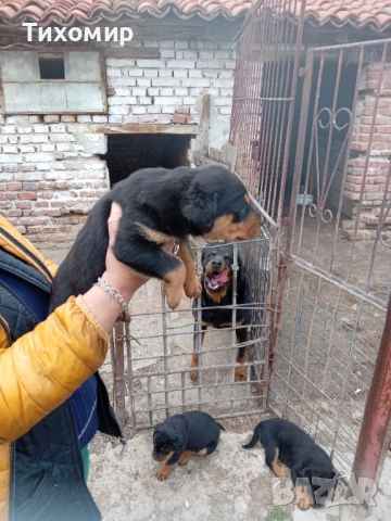 Ротвайлер, снимка 5 - Ротвайлер - 54206894