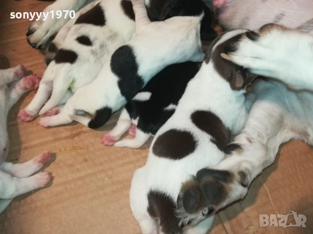 ДЖАК РЪСЕЛ 250ЛВ ЗА БРОЙ 2108251956, снимка 11 - Джак ръсел териер - 51446324