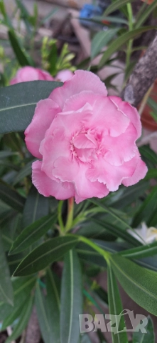 Зокум/ Олеандър в бял и розов кичест цвят, снимка 5 - Разсади - 51549509