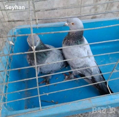 Гълъби мардини 