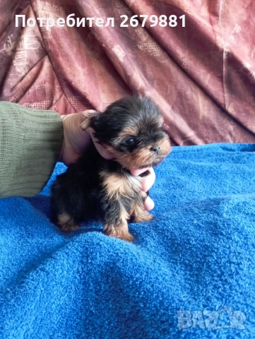Мони йорки - момичета, снимка 7 - Йоркширски териер - 53922758