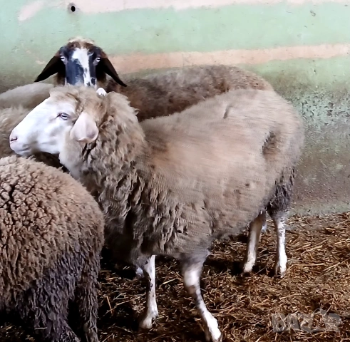 Свободни овце, снимка 4 - Овце - 53580592