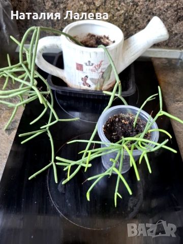 Рипсалис, rhipsalis grandiflora, снимка 5 - Стайни растения - 53409243