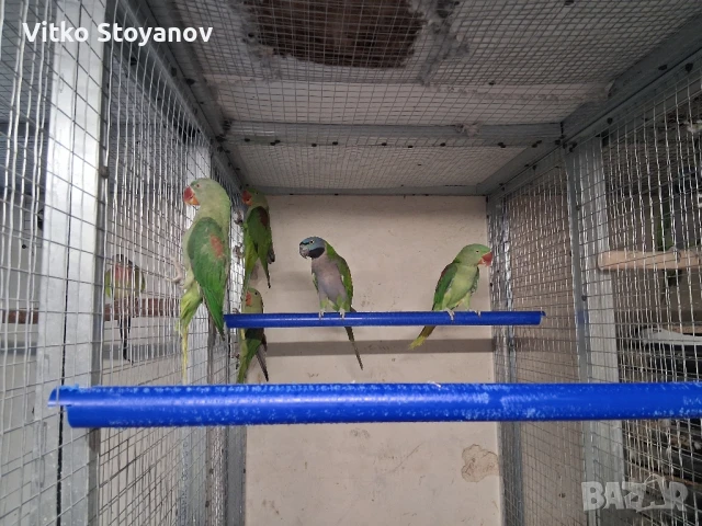 Голям александър, снимка 2 - Папагали - 51324998