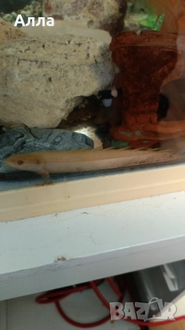 Севериум, анцитруси голями, папагал, синегал, снимка 5 - Рибки - 53565247