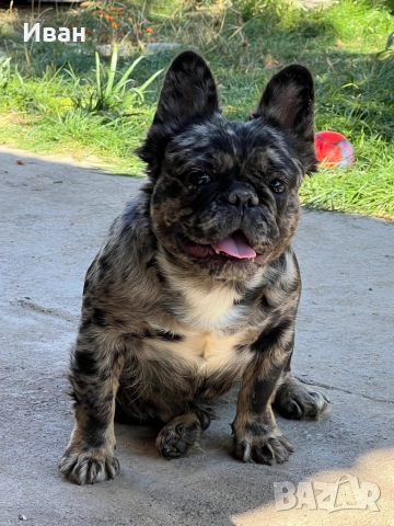 Френски булдог