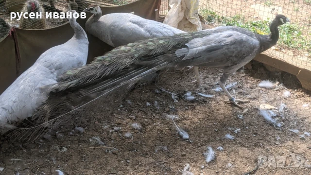 пауни 1и3 години