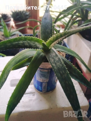 ЛЕЧЕБНО АЛОЕ ВЕРА и Дървовидно алое, снимка 8 - Стайни растения - 30210195