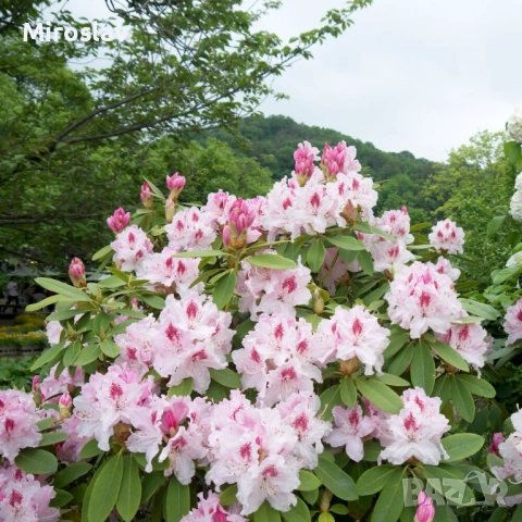 Рододендрон-(Налични 6 цвята), снимка 4 - Градински цветя и растения - 53878434