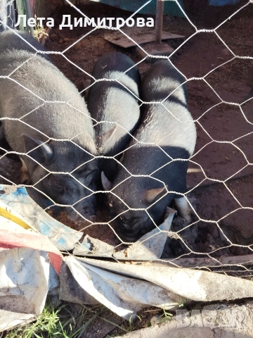 виетнамски около 340кг общо 700лв всичките, снимка 3 - Прасета - 52925748