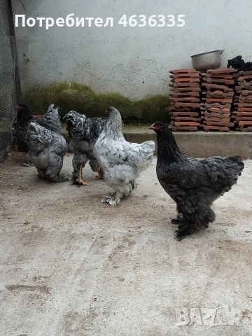 Синя Брама, снимка 2 - Кокошки и пуйки - 53052615