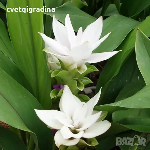 Curcuma White Wonder(Куркума Бяло чудо), снимка 1 - Градински цветя и растения - 49371381