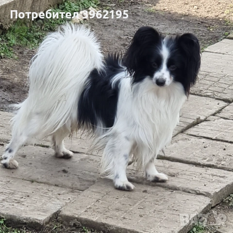 Папийони Бьлгария