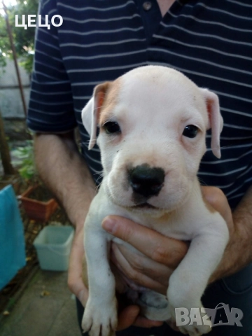 ПРОДАВАМ МАЛКИ ПИТБУЛИ !!! БЛУ НОС, снимка 3 - Питбул - 48336660