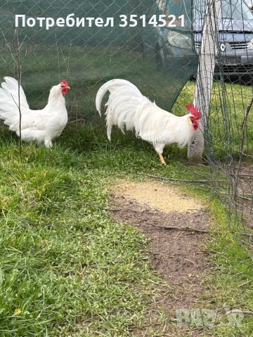 Легхорн  Американски стандарт, снимка 2 - Кокошки и пуйки - 53690827