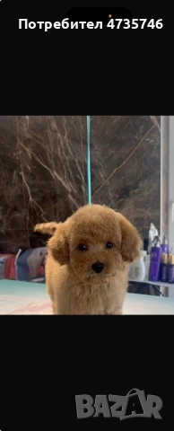 Той Пудел / ЖЕНСКО / 4 месеца