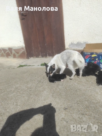 Кученца, снимка 7 - Други - 53794793