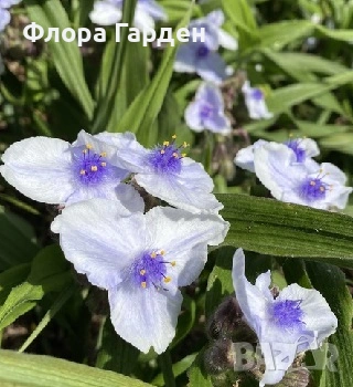 МНОГОГОДИШНИ ЦВЕТЯ - Коренища- ПРЕДВАРИТЕЛНИ ПОРЪЧКИ, снимка 15 - Градински цветя и растения - 53650042