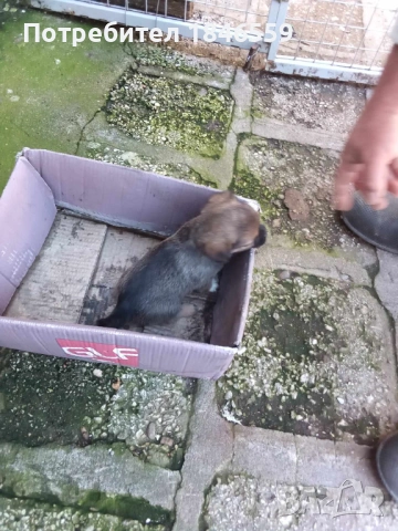 Малки маймунки , снимка 4 - Пекинез - 53931339