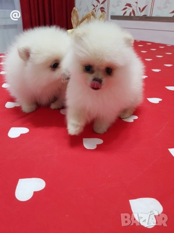 Померан померанчета свободни Гр. София, снимка 15 - Померан - 54000215