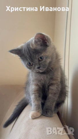 Британски котета , снимка 2 - Британска късокосместа - 53736554