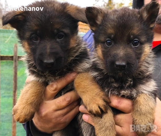 Немска Овчарка от Развъдник "Von Zhelehanov"