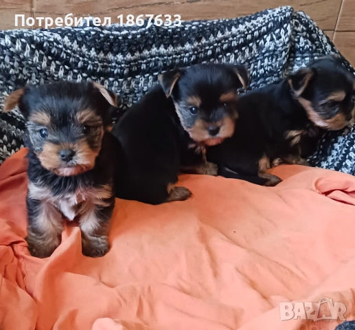 Продавам йоркширски териер