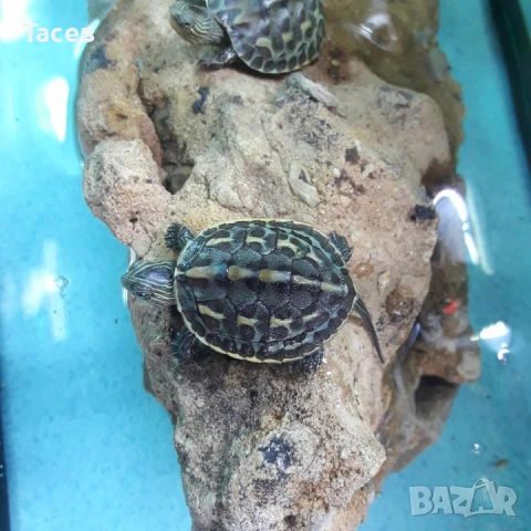 Водни костенурки