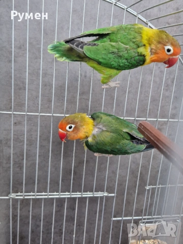 Неразделки чифт, снимка 6 - Папагали - 53383549