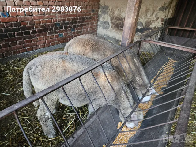 Два чистокръвни коча ил дьо франс, снимка 5 - Овце - 46875563