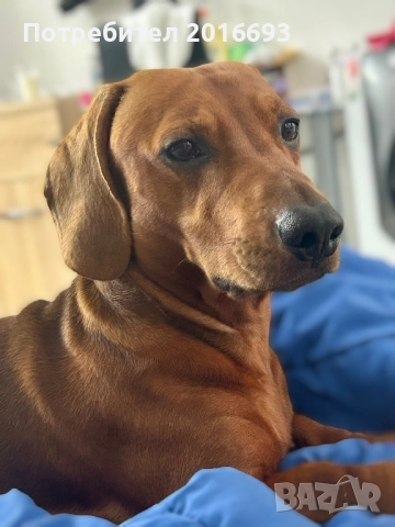 Мъжки дакел Майк си търси женски дакел за разплод.