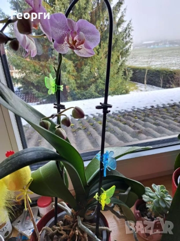 Клипс "пеперуди" за орхидеи, високрастящи или увивни растения., снимка 7 - Стайни растения - 54045504