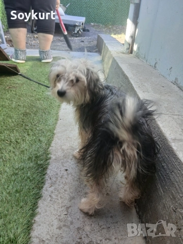 morkshire terrier женско, на 6 месеца , снимка 1