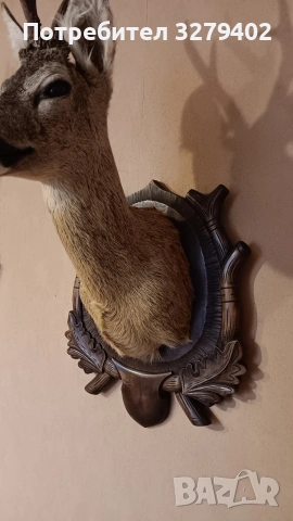 Препарирани Сръндаци 2 броя, снимка 8 - Други - 53132038