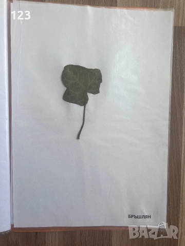 Хербарии, снимка 15 - Други услуги - 51619721