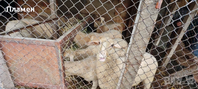 Агнета 6 евро живо тегло , снимка 3 - Овце - 54067018